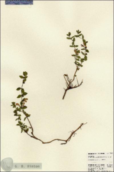 URN_catalog_HBHinton_herbarium_23169.jpg.jpg