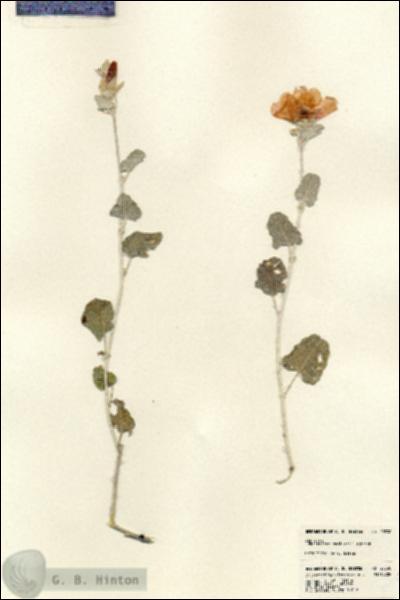 URN_catalog_HBHinton_herbarium_23530.jpg.jpg
