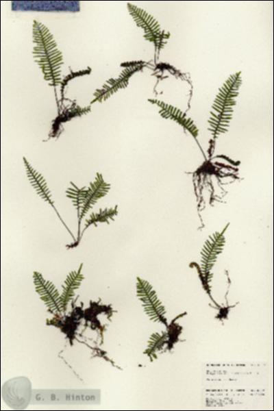 URN_catalog_HBHinton_herbarium_25039.jpg.jpg