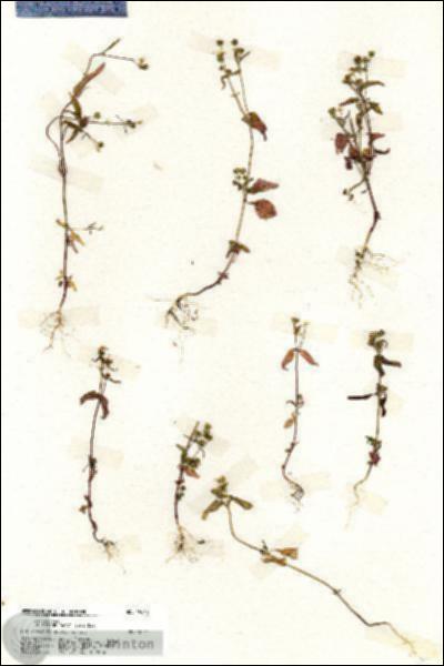 URN_catalog_HBHinton_herbarium_19914.jpg.jpg
