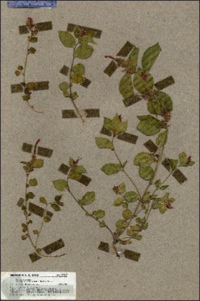 URN_catalog_HBHinton_herbarium_19597.jpg.jpg