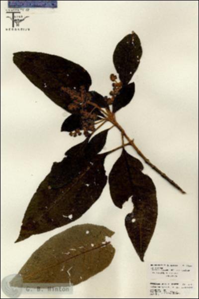 URN_catalog_HBHinton_herbarium_26110.jpg.jpg