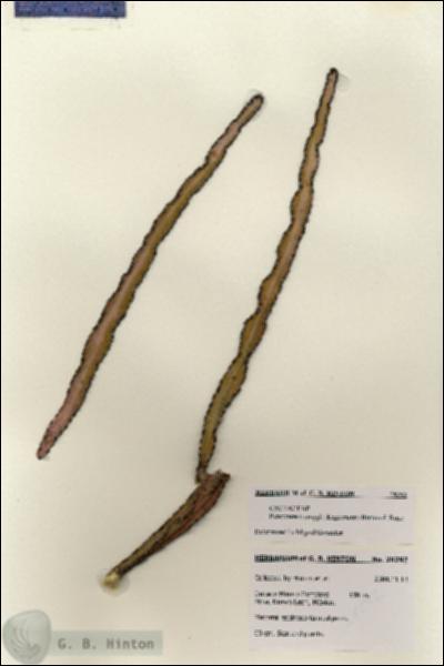 URN_catalog_HBHinton_herbarium_28292.jpg.jpg