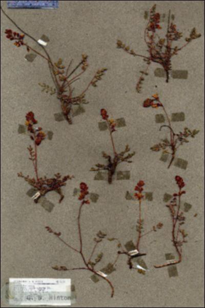 URN_catalog_HBHinton_herbarium_18131.jpg.jpg