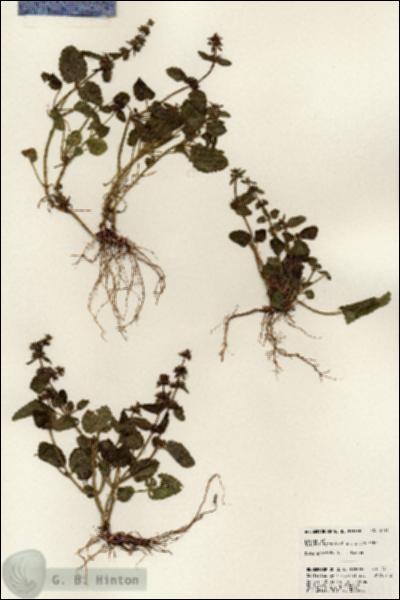 URN_catalog_HBHinton_herbarium_24111.jpg.jpg