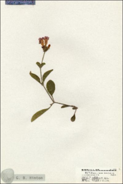 URN_catalog_HBHinton_herbarium_20593.jpg.jpg