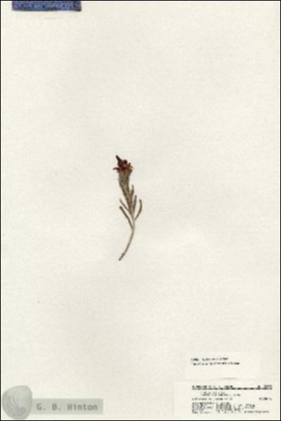 URN_catalog_HBHinton_herbarium_20933.jpg.jpg