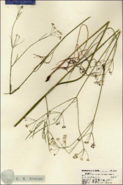 URN_catalog_HBHinton_herbarium_22276.jpg.jpg
