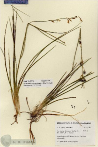 URN_catalog_HBHinton_herbarium_27715.jpg.jpg