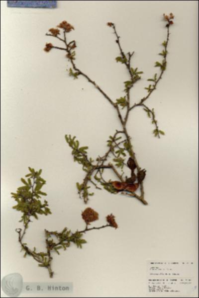 URN_catalog_HBHinton_herbarium_25300.jpg.jpg