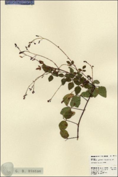 URN_catalog_HBHinton_herbarium_23425.jpg.jpg