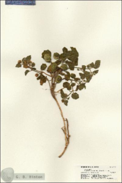 URN_catalog_HBHinton_herbarium_21171.jpg.jpg