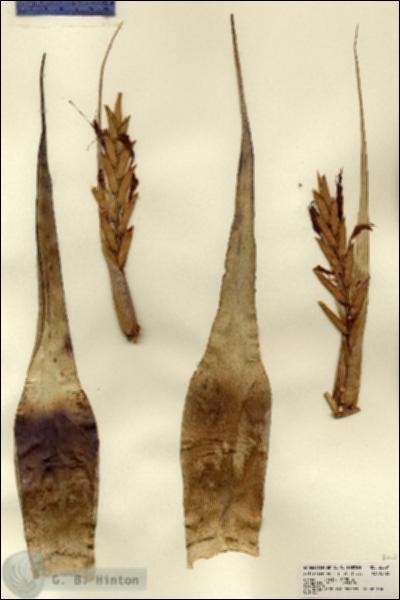 URN_catalog_HBHinton_herbarium_22691.jpg.jpg