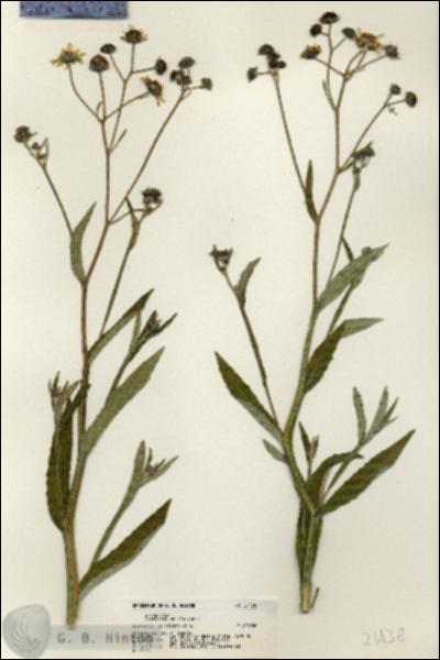 URN_catalog_HBHinton_herbarium_21438.jpg.jpg