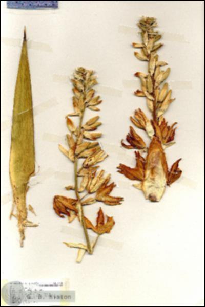 URN_catalog_HBHinton_herbarium_19438.jpg.jpg