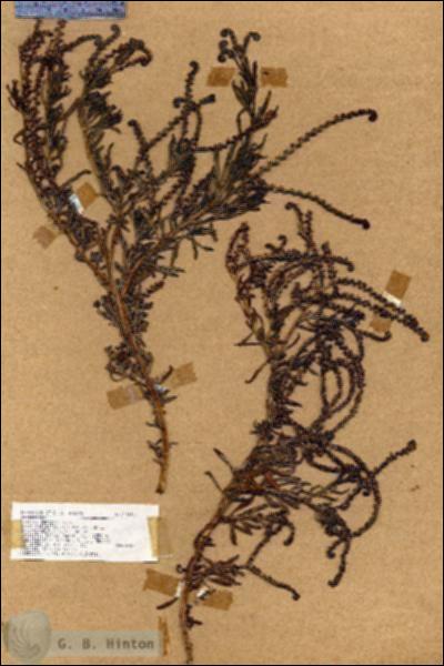 URN_catalog_HBHinton_herbarium_17813.jpg.jpg