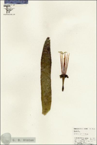 URN_catalog_HBHinton_herbarium_25424.jpg.jpg
