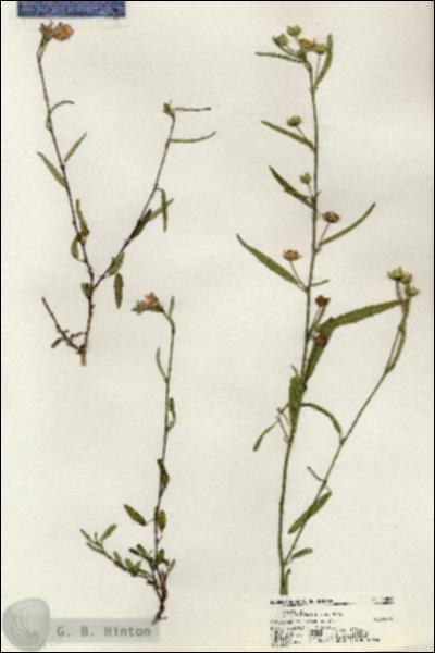 URN_catalog_HBHinton_herbarium_20595.jpg.jpg