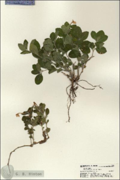 URN_catalog_HBHinton_herbarium_21216.jpg.jpg