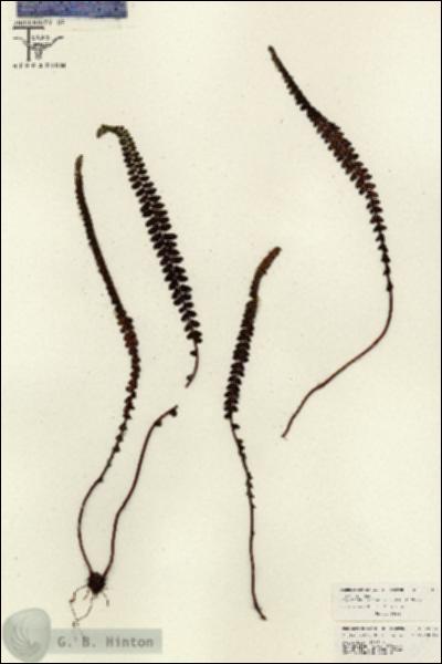 URN_catalog_HBHinton_herbarium_26142.jpg.jpg