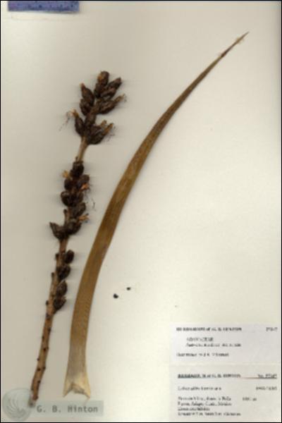 URN_catalog_HBHinton_herbarium_27347.jpg.jpg