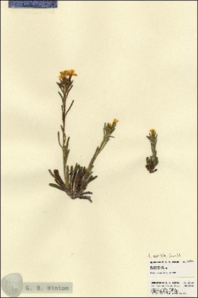 URN_catalog_HBHinton_herbarium_22729.jpg.jpg
