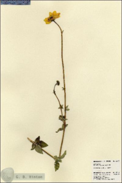 URN_catalog_HBHinton_herbarium_23453.jpg.jpg