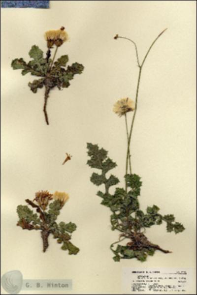 URN_catalog_HBHinton_herbarium_22001.jpg.jpg