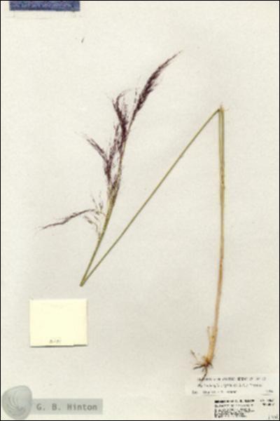 URN_catalog_HBHinton_herbarium_20631.jpg.jpg