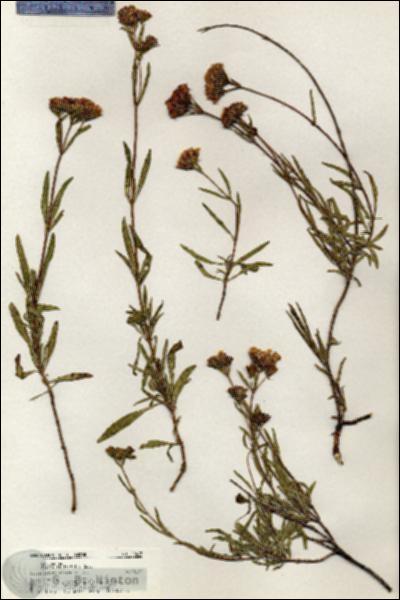 URN_catalog_HBHinton_herbarium_20497.jpg.jpg