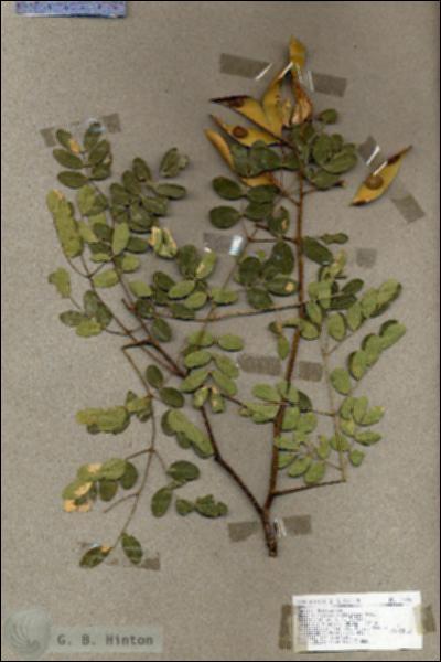 URN_catalog_HBHinton_herbarium_17785.jpg.jpg