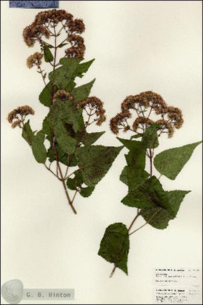URN_catalog_HBHinton_herbarium_25065.jpg.jpg
