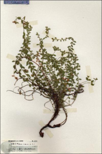 URN_catalog_HBHinton_herbarium_20106.jpg.jpg