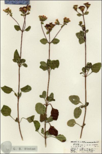 URN_catalog_HBHinton_herbarium_21741.jpg.jpg