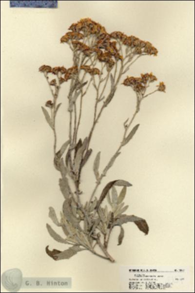 URN_catalog_HBHinton_herbarium_18357.jpg.jpg