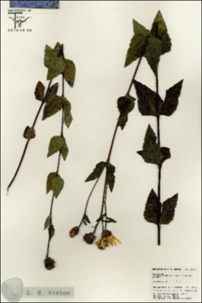 URN_catalog_HBHinton_herbarium_25542.jpg.jpg