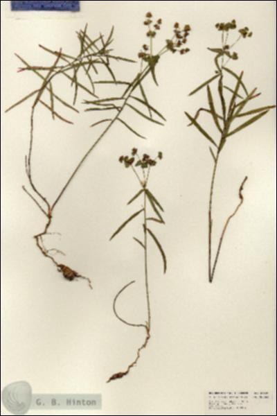 URN_catalog_HBHinton_herbarium_25189.jpg.jpg