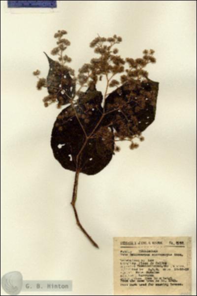 URN_catalog_HBHinton_herbarium_5045.jpg.jpg