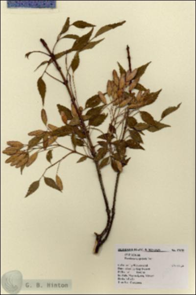 URN_catalog_HBHinton_herbarium_17650.jpg.jpg