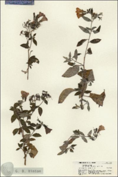 URN_catalog_HBHinton_herbarium_21764.jpg.jpg