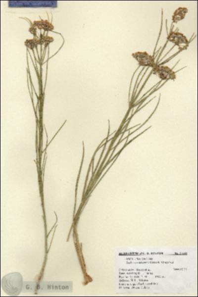 URN_catalog_HBHinton_herbarium_27648.jpg.jpg