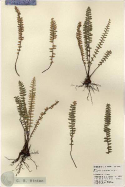 URN_catalog_HBHinton_herbarium_23467.jpg.jpg