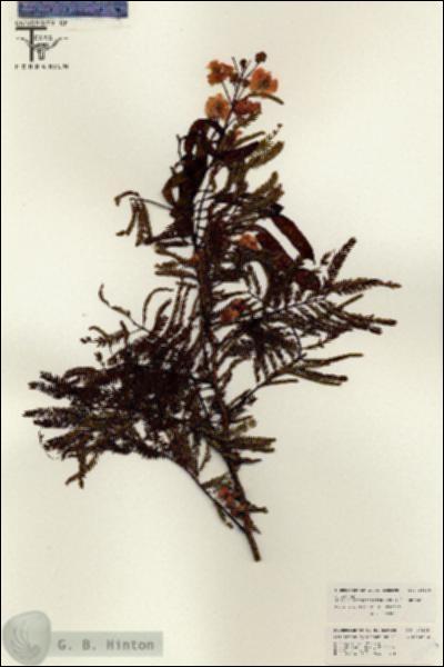 URN_catalog_HBHinton_herbarium_26328.jpg.jpg