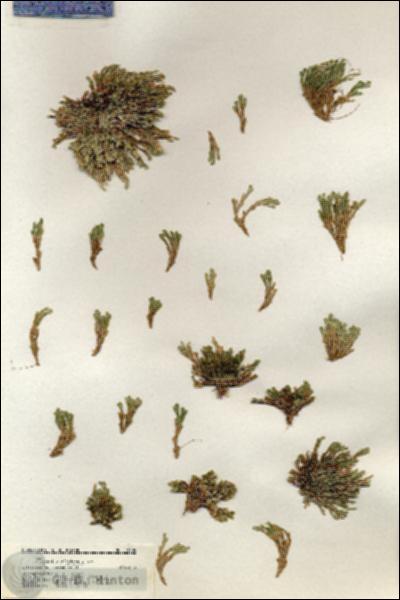 URN_catalog_HBHinton_herbarium_19104.jpg.jpg