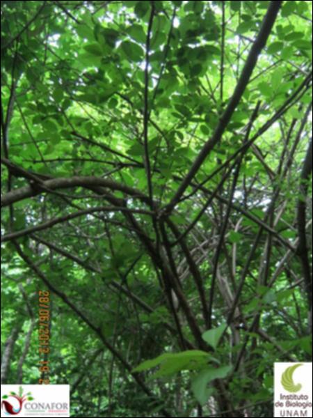 77577_S1_ARC_20130628_035_002.jpg.jpg