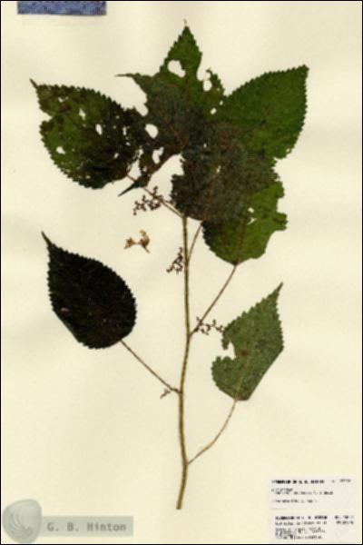 URN_catalog_HBHinton_herbarium_23202.jpg.jpg