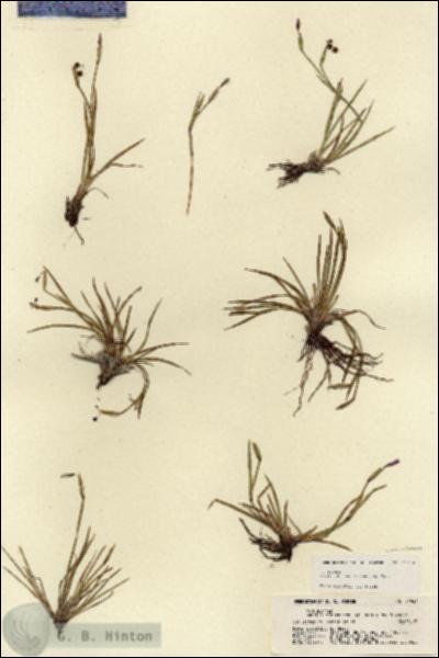 URN_catalog_HBHinton_herbarium_21946.jpg.jpg