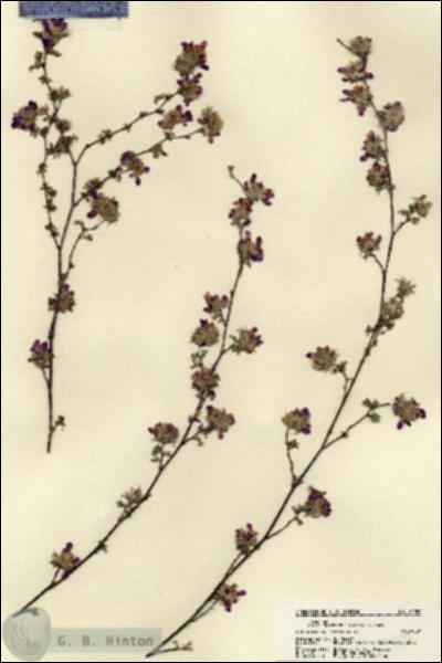URN_catalog_HBHinton_herbarium_21900.jpg.jpg