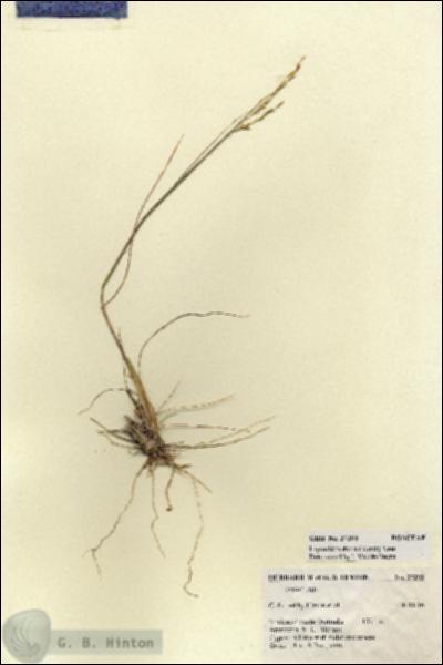 URN_catalog_HBHinton_herbarium_27293.jpg.jpg