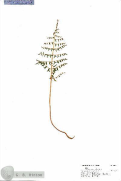 URN_catalog_HBHinton_herbarium_20863.jpg.jpg